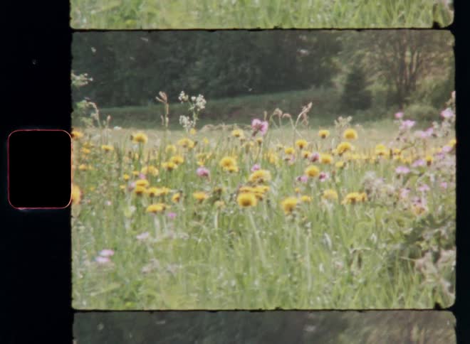 A field of pink and yellow wildflowers on a sunny summer day