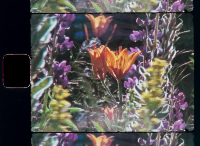 Colorful colors and different species in a garden