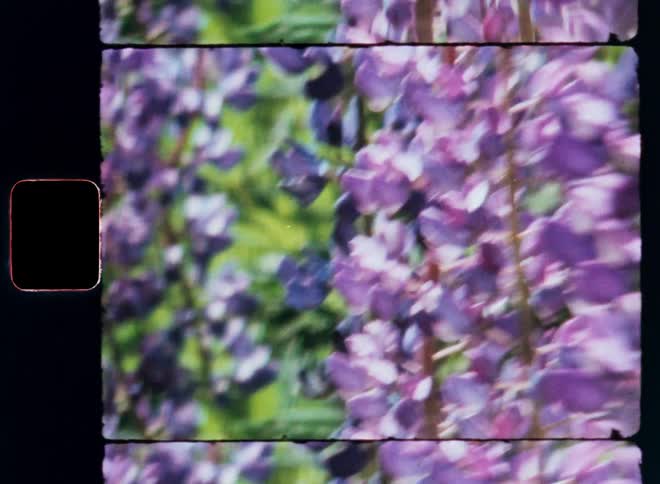 Closeup of pink and purple lupine on a sunny summer day