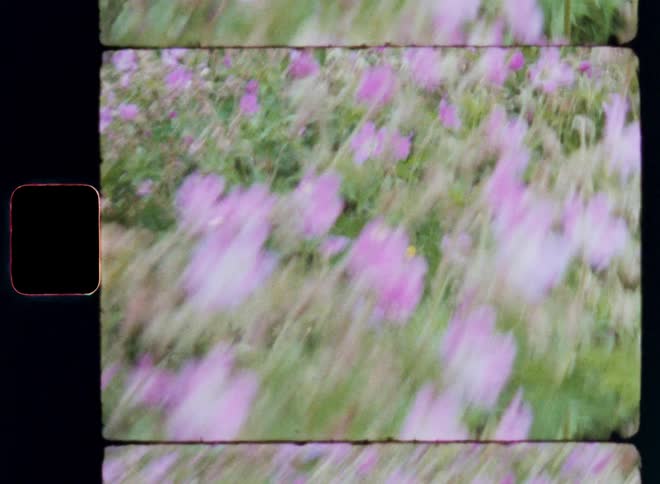 Purple flowers along with some dandelions grow outdoors
