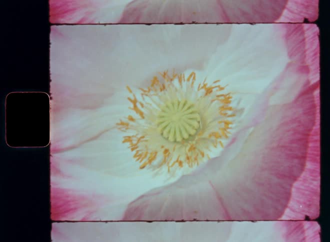 Closeup of a pink flower with a prominent yellow center captured on vintage film