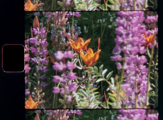 Flowers of different species and colors in a garden
