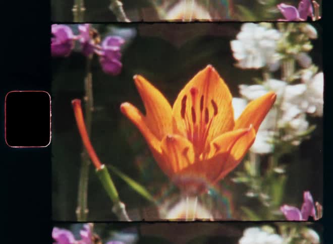 Orange lily swaying in the wind outdoors