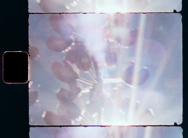A close up clip of flowers
