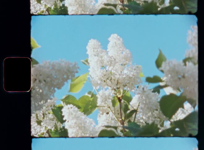 Blooming white lilac flowers reach towards a clear blue sky