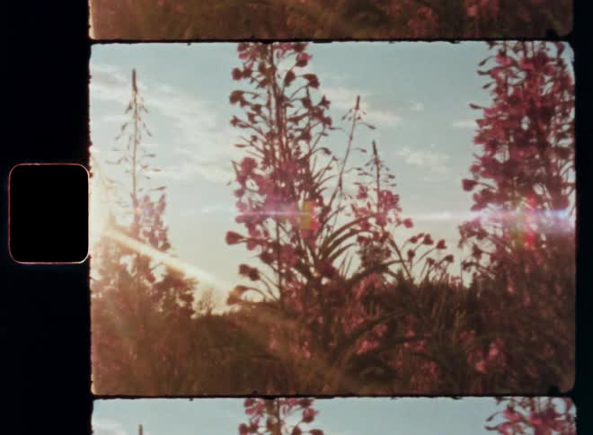 Retro film close-up of many pink flowers in full blossom with vibrant petals in front of the blue sky in a beautiful garden or field of wild flowers with sideways camera movement and flaring sunlight causing bright lens flare