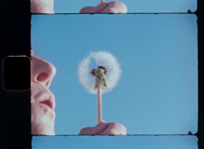 A white woman blows seeds off of a dead dandelion