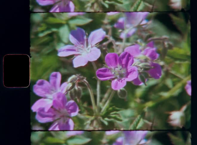 Purple flowers in a garden