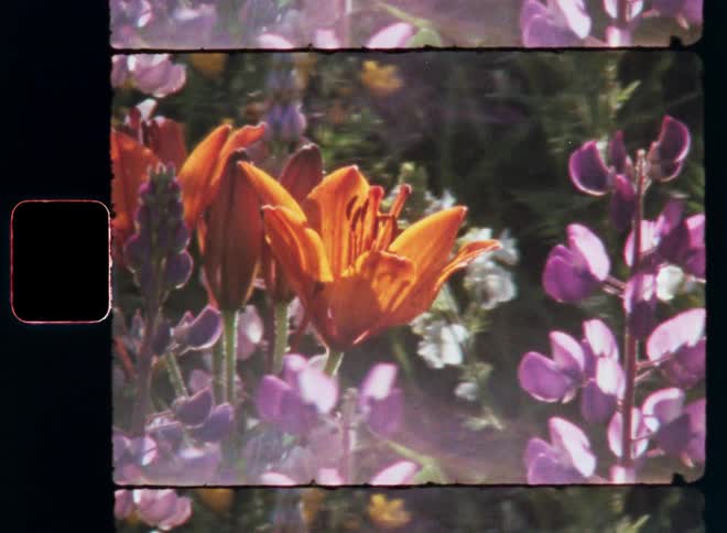 Orange lilies and purple flowers swaying in the wind