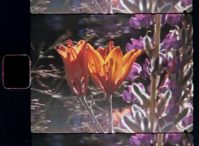 Closeup of plants of different colors and species with sunlight reflection