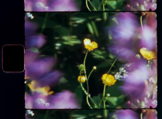 Yellow and purple flowers grow in nature