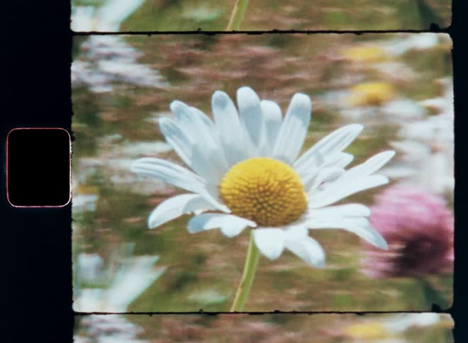 A closeup of a white daisy with a yellow center captured on vintage film