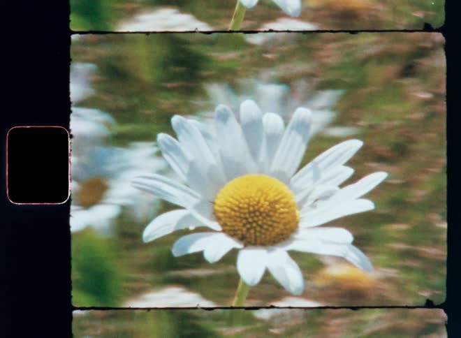 A closeup of a white daisy with a yellow center captured on vintage film