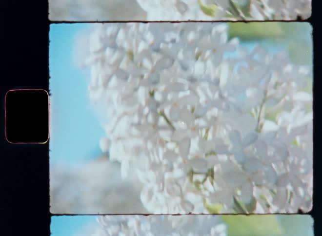 Close up of a flower with white petals