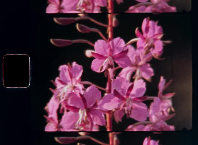 Closeup of vibrant purple fireweed flowers with flower buds in front of dark or black background captured on vintage Super 8mm film with strong contrast and vibrant pink colors