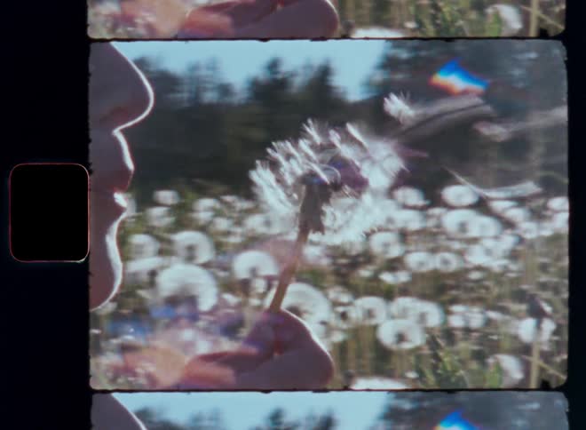 Person blowing a dandelion