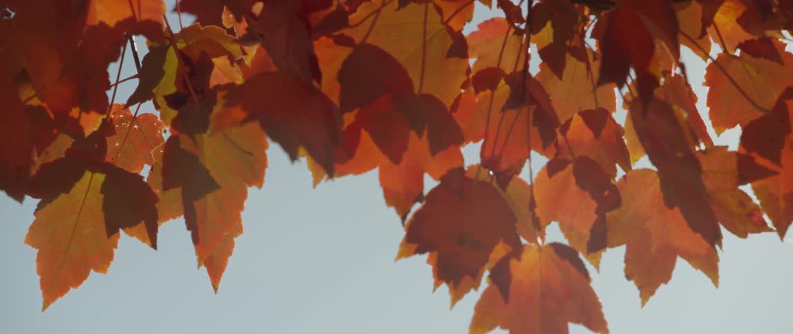 View of fall leaves on a sunny day