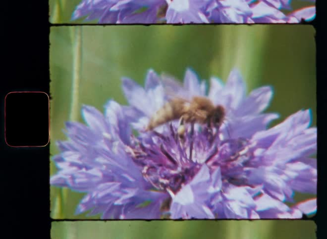 Bee on a purple flower
