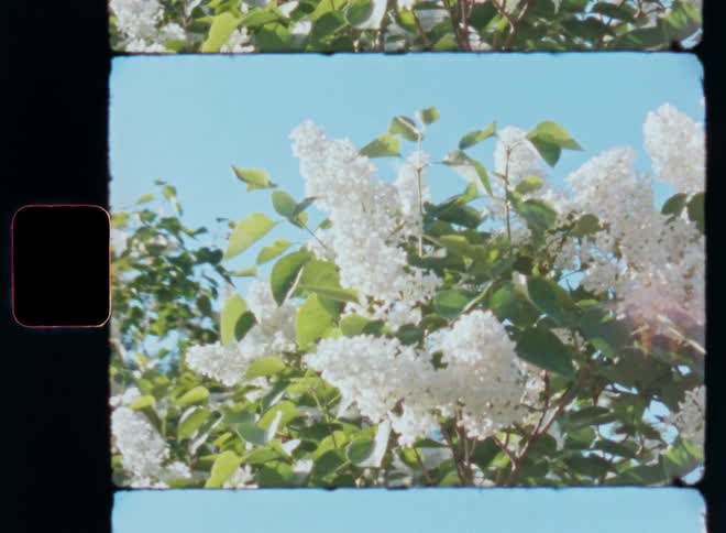 White flowers blooming against a background of green leaves and blue sky
