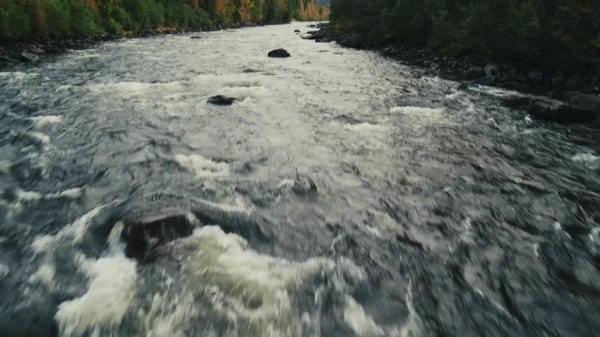 River with turbulent waters surrounded by a forest