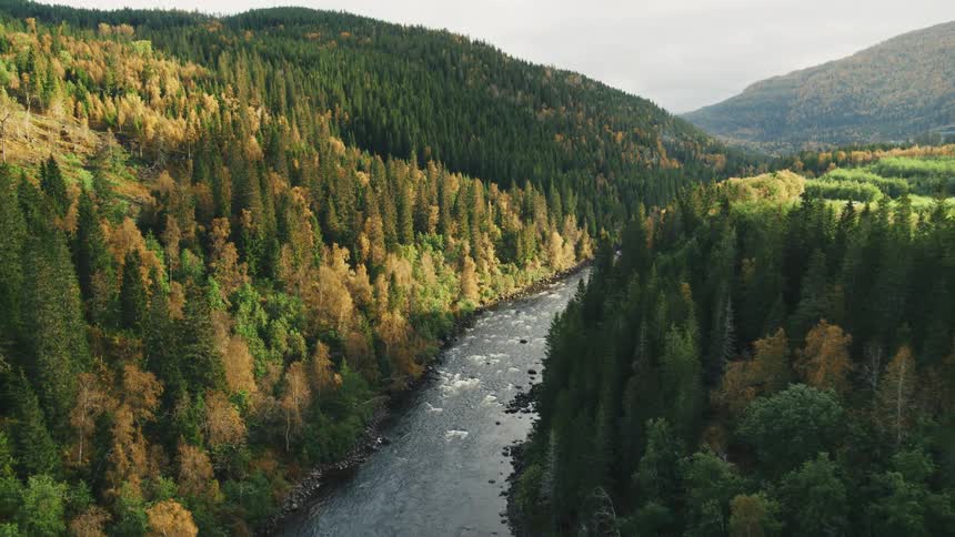 River meandering through a densely forested valley with hills in the background
