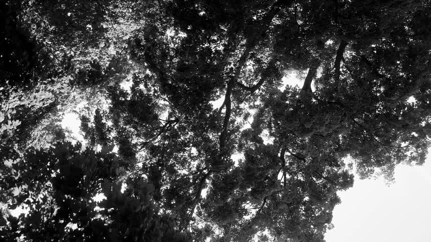 Black and white photograph of a dense canopy of trees