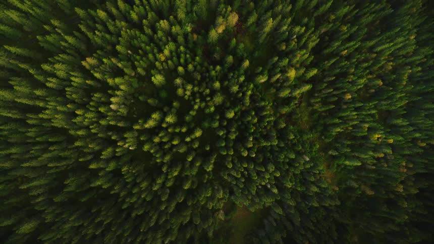 Dense forest seen from above showing the rich texture and uniformity of the tree canopies