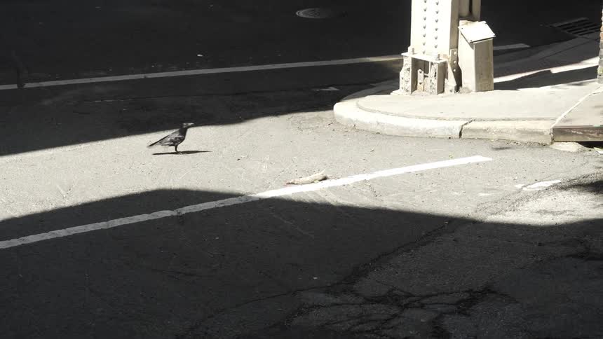 Black bird on the street through the city flies away