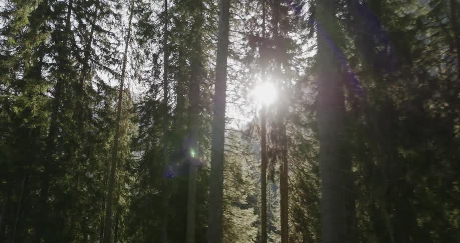 Beams of sunlight shine between the tall trunks of many trees in a forest