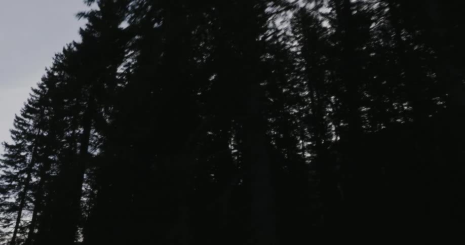 Upward and moving view of conifers