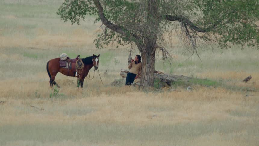 A person standing under a tree in an open field with a horse