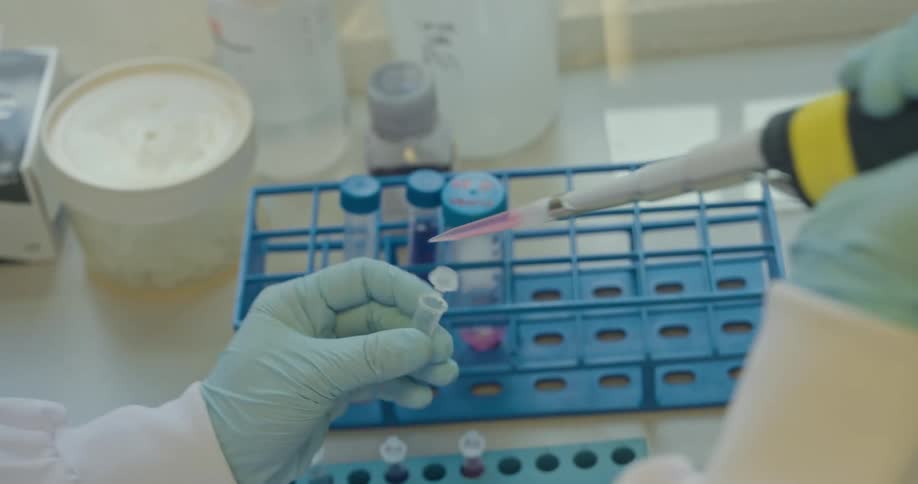 Person wearing gloves is transferring a pink liquid with a pipette into containers in a laboratory