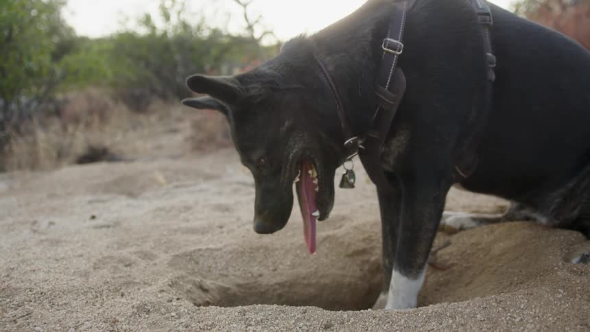 Dog panting with his tongue hanging out and his paws sunk in the sand