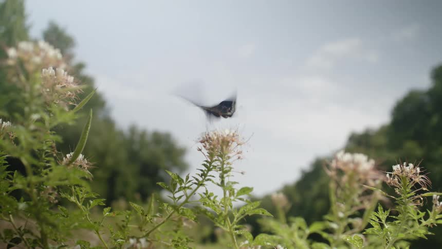 Black butterfly on a flower in a field with trees in the background