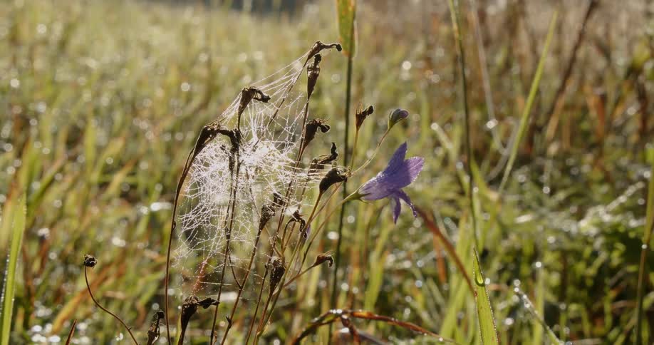 Spider web in tall grass with sun reflection