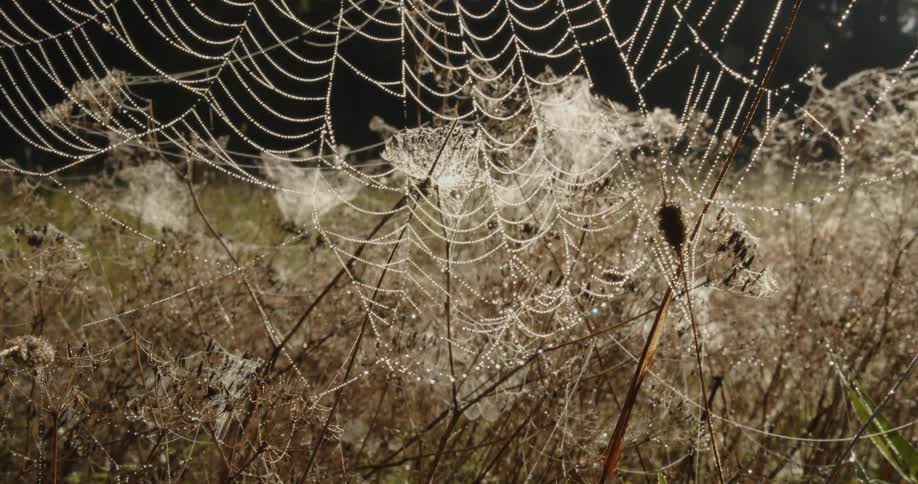 Spider web in tall dry grass