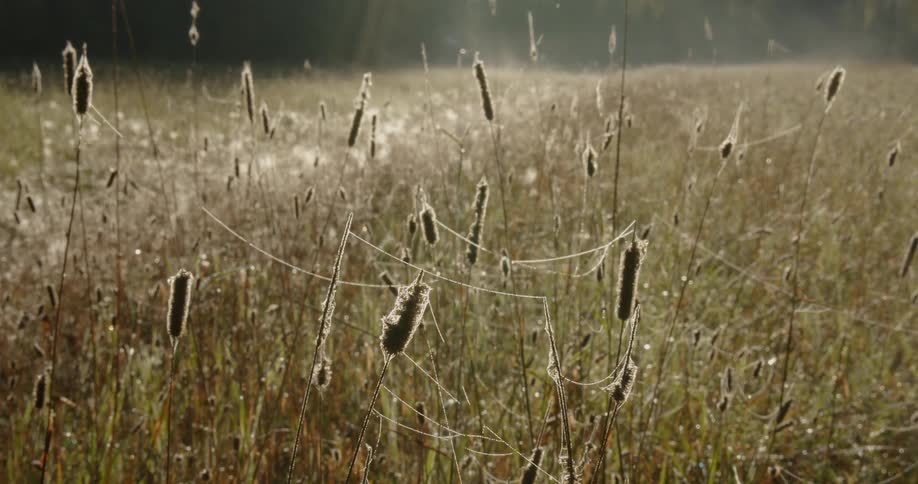 Tall grass with spider webs