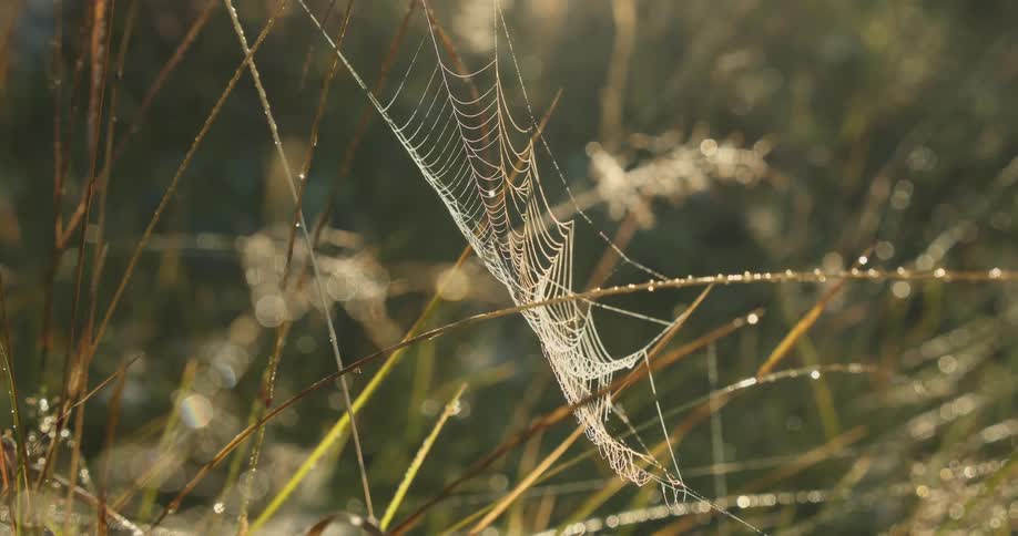 Spider web between thin stems and green leaves with sun reflection