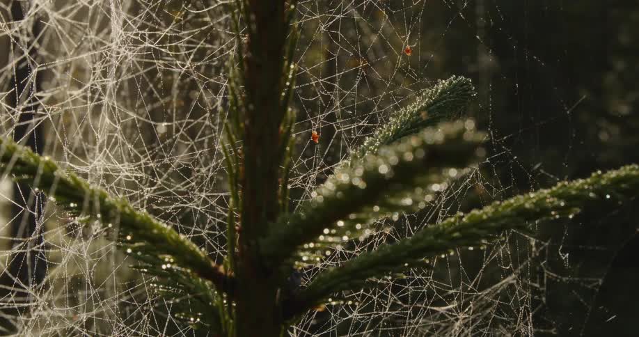 Spider web on a plant with green leaves
