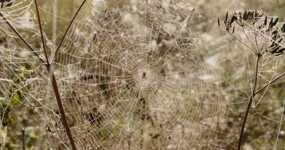 A close up clip of a spiderweb