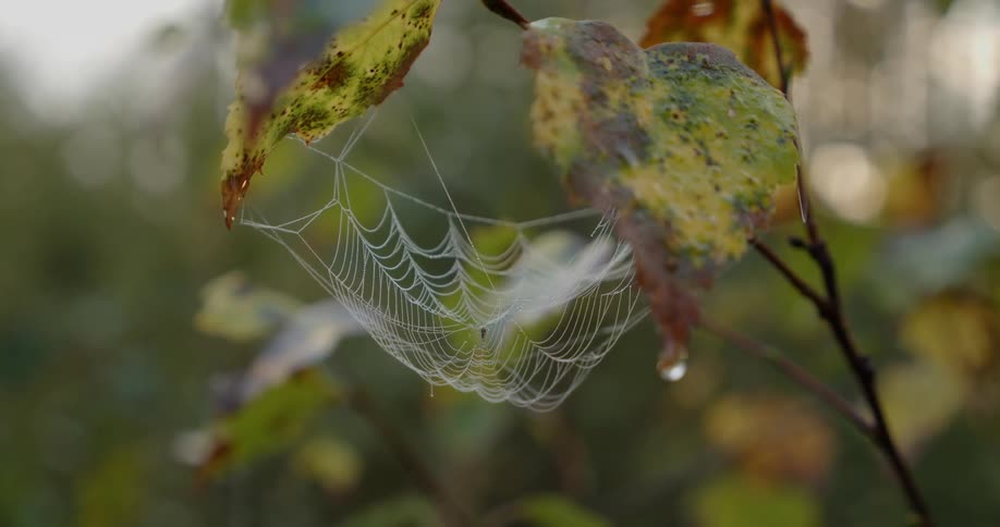 Cobweb hanging between leafs swaying gently in the breeze
