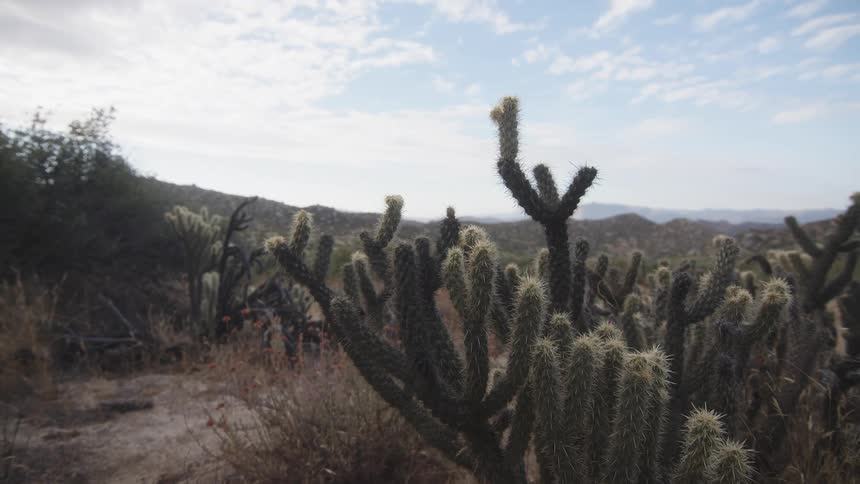 Hills with cacti and undergrowth