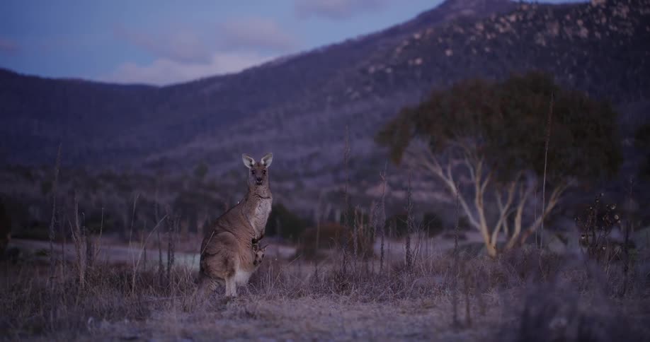 A kangaroo stands by the mountain