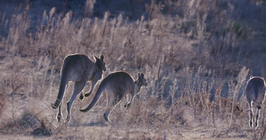 A clip of kangaroos hopping out in the wild