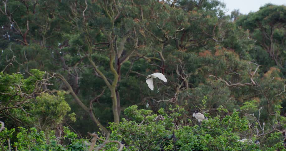 Bird flying above trees with other birds