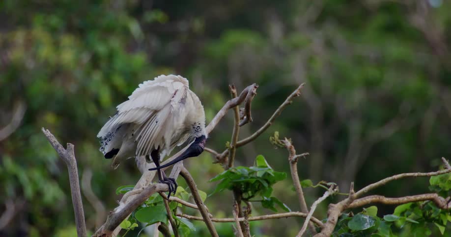 Large bird with white and black plumage is perched on a branch surrounded by green foliage