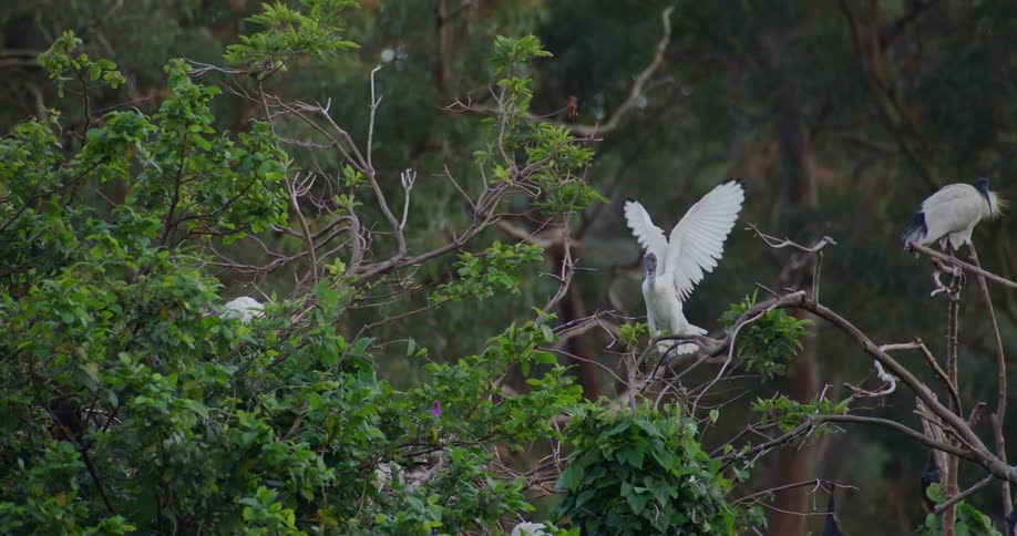 A white bird slowly flaps its wings while on a tree branch in a forest