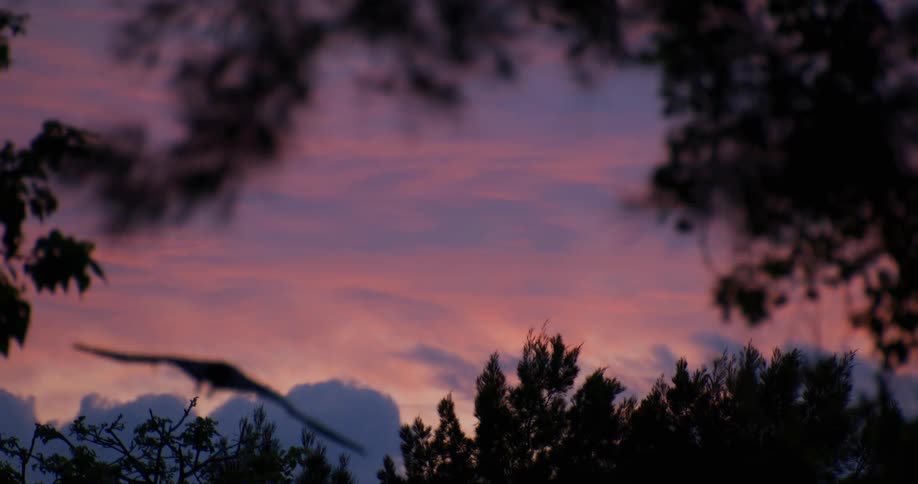 A large bird flies over a forest at dusk