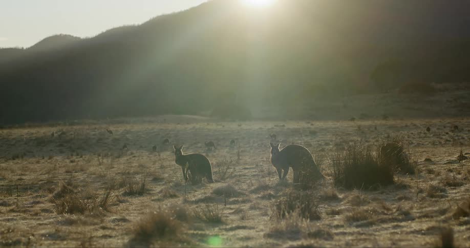 A couple kangaroos in a field