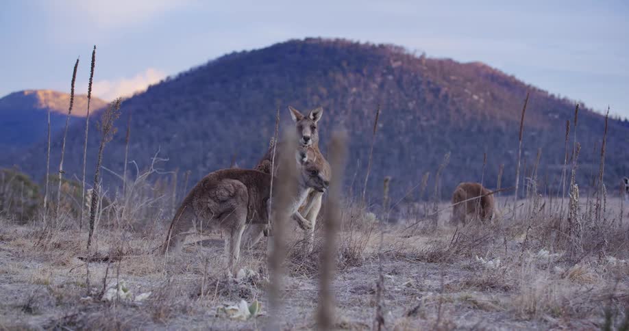 A group of kangaroos grazing on a field of dried grass